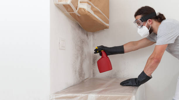 Basement Mold Remediation treatment on basement walls in Westminster